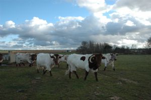 Invitación  a la Presentación y Despunte de los Toros de SAN ROQUE 2.013