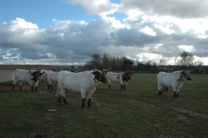 Invitación  a la Presentación y Despunte de los Toros de SAN ROQUE 2.013