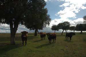 Invitación  a la Presentación y Despunte de los Toros de SAN ROQUE 2.013