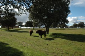 Invitación  a la Presentación y Despunte de los Toros de SAN ROQUE 2.013