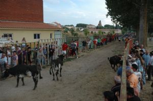 FIESTAS PATRONALES VENIALBO 2013