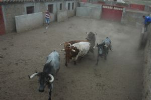 Presentación de los Toros San Roque 2013