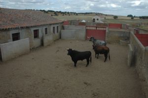 Presentación de los Toros San Roque 2013