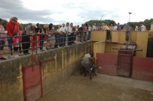 Presentación de los Toros San Roque 2013
