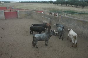 Presentación de los Toros San Roque 2013