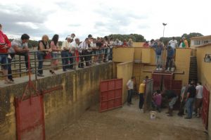 Presentación de los Toros San Roque 2013