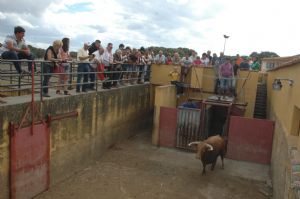 Presentación de los Toros San Roque 2013