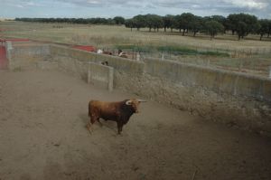 Presentación de los Toros San Roque 2013