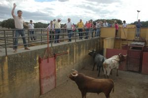 Presentación de los Toros San Roque 2013