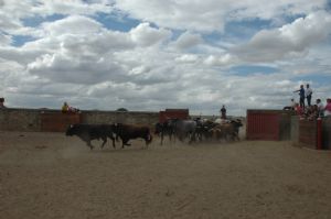 Presentación de los Toros San Roque 2013