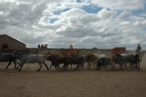 Presentación de los Toros San Roque 2013