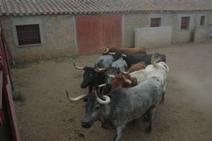 Presentación de los Toros San Roque 2013