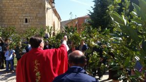 DOMINGO DE RAMOS EN VENIALBO. 2017