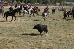 ENCIERROS SAN ROQUE 2014