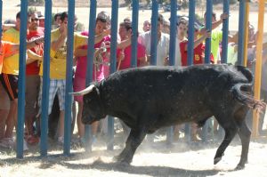 ENCIERROS SAN ROQUE 2014