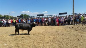 ENCIERROS SAN ROQUE 2015