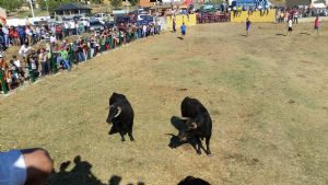 ENCIERROS SAN ROQUE 2015