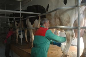 VISITA DE LA ESCUELA A UNA GRANJA DE VENIALBO 