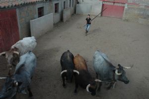 Presentación de los Toros San Roque 2013