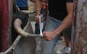 Presentación de los Toros San Roque 2013