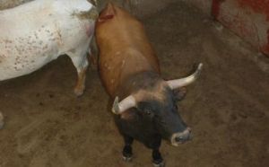Presentación de los Toros San Roque 2013